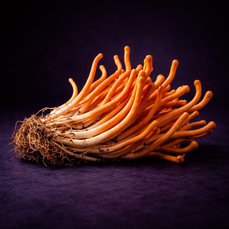 Huba cordyceps